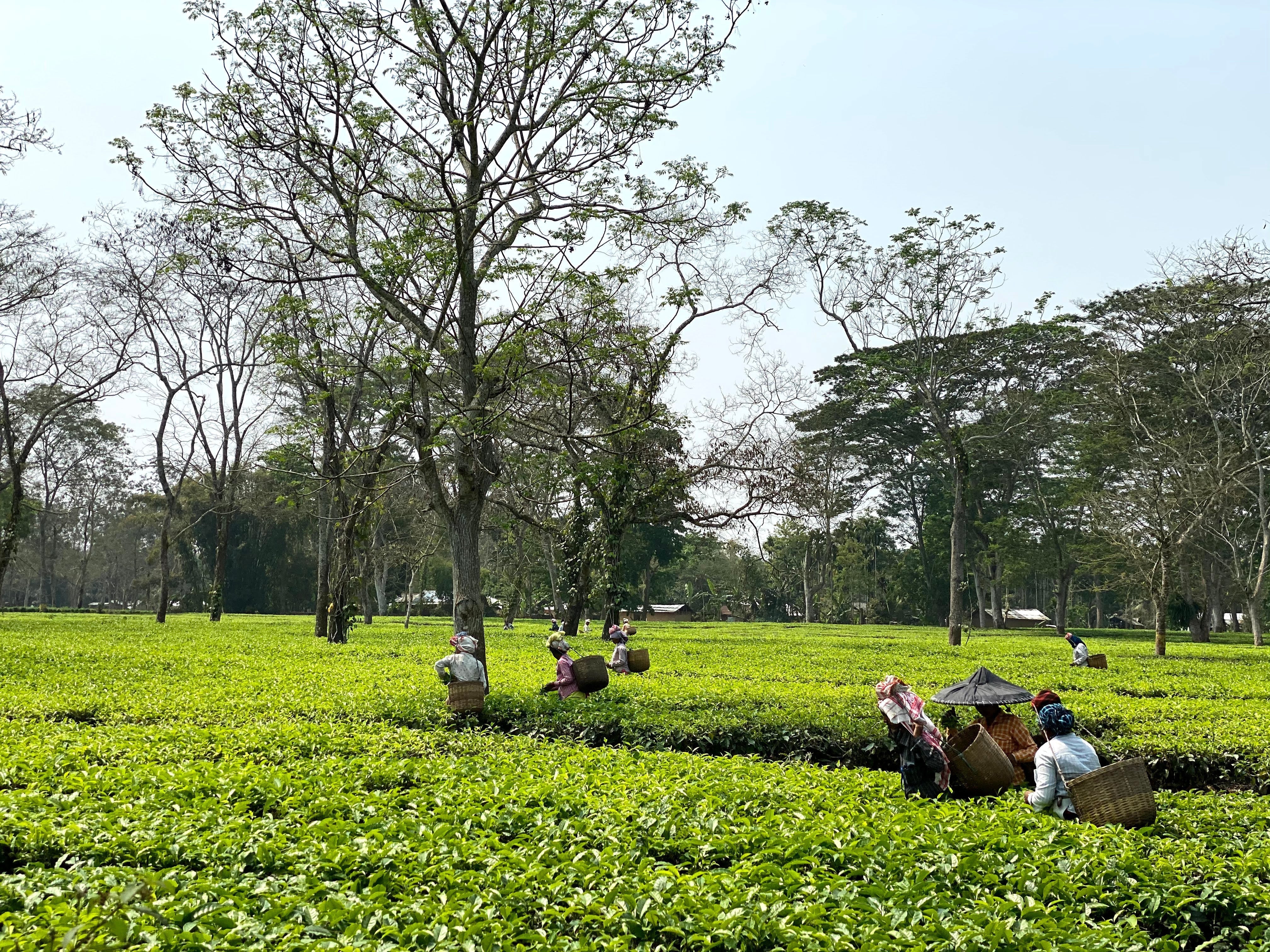 The India Tea Culture: The Untold Story Behind Every Cup
