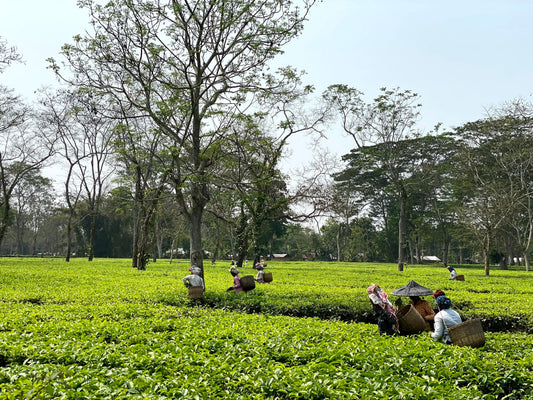 The India Tea Culture: The Untold Story Behind Every Cup