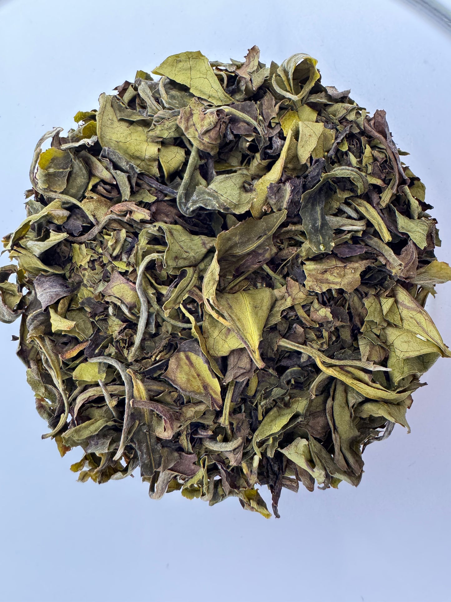 Nilgiri White Tea